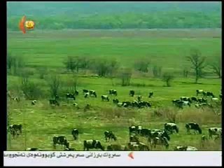 Safari tiger Hunting-siberia