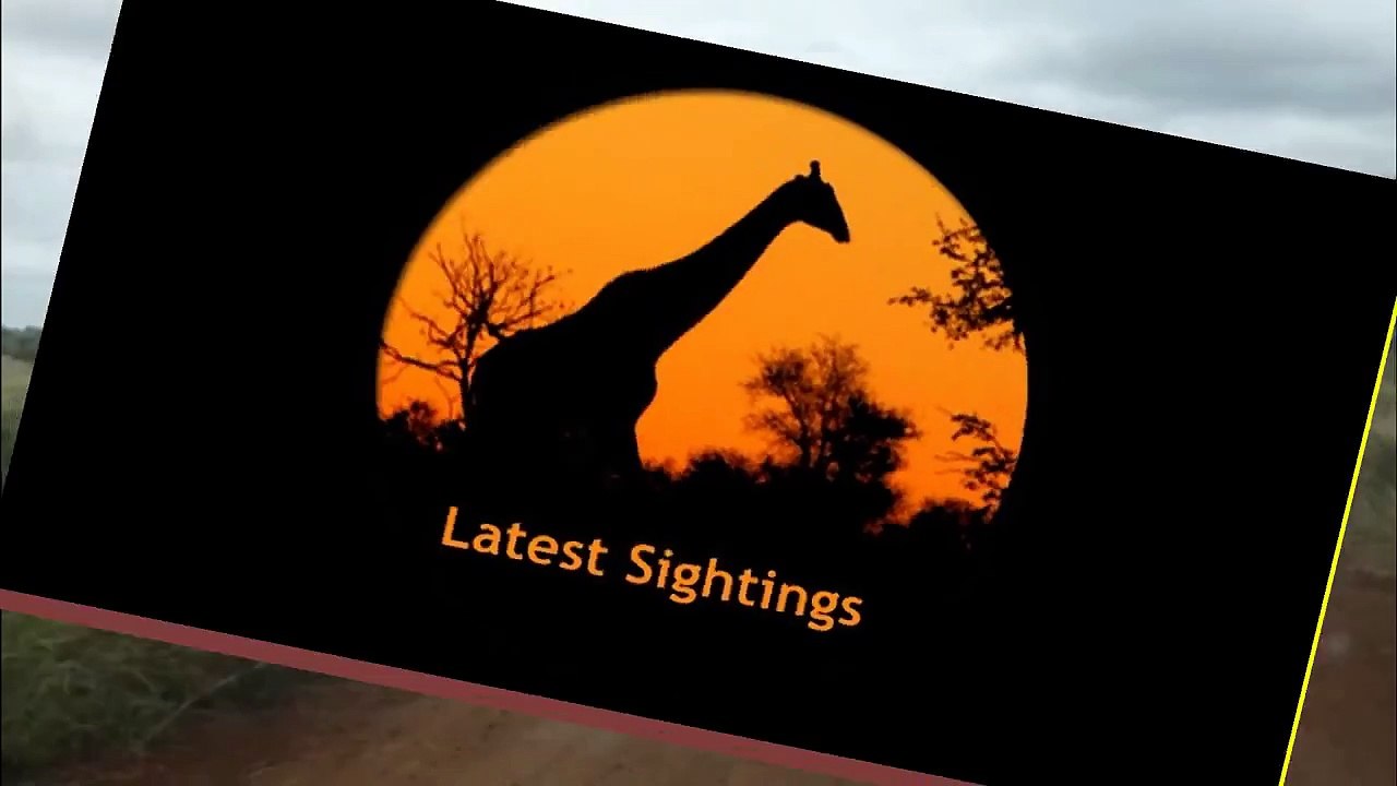 2 Cheetahs Crossing The Road - 3 March 2013 - Latest Sightings