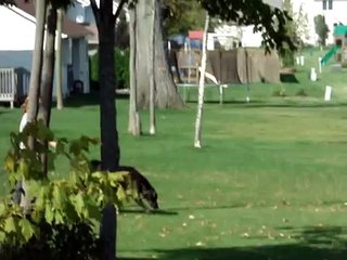 Dog pooping in Kentucky Fried Chicken Bucket!