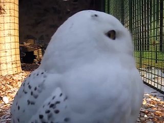 Hungry Snowy Owl