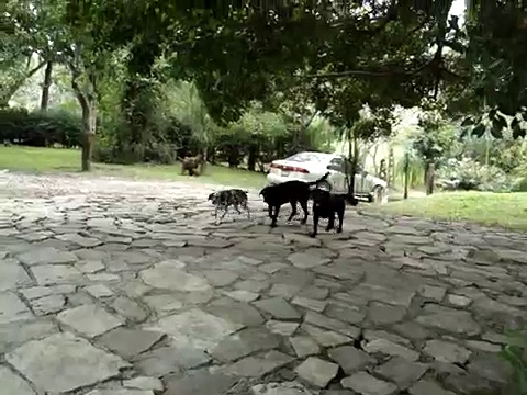 Loco  Labrador Negro /   My Black Labradors