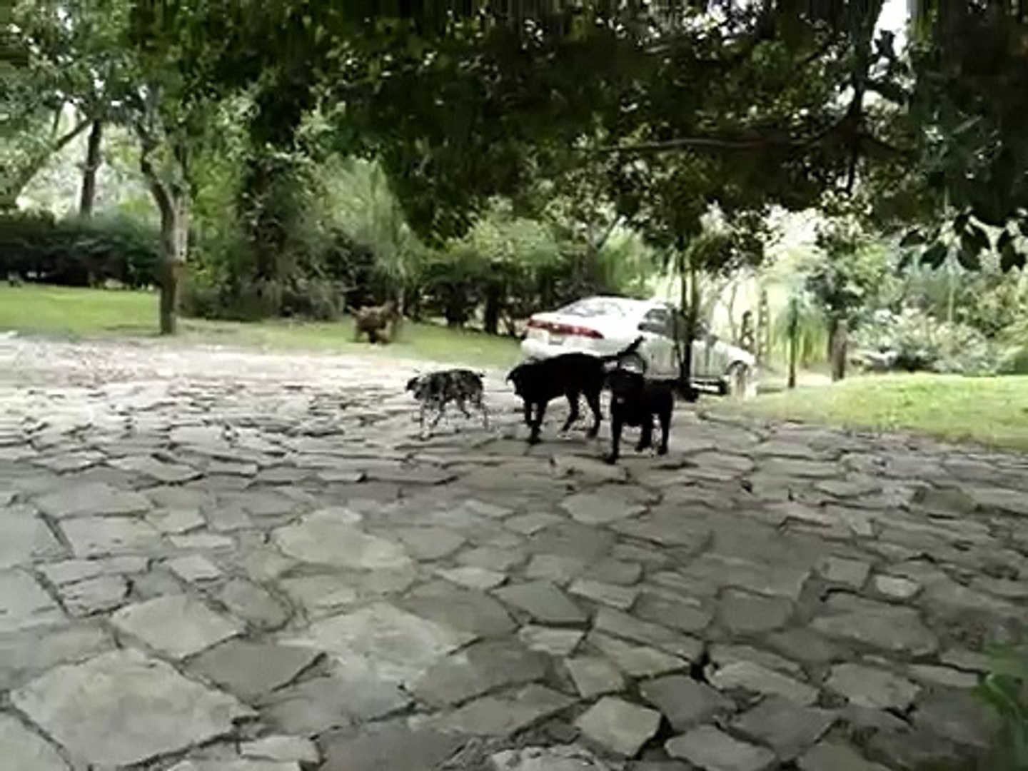 Loco  Labrador Negro /   My Black Labradors