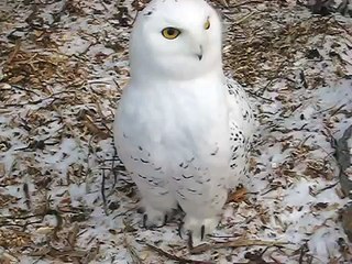 Snowy Owl Attacks.....Well Kinda