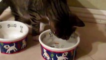 My cute cats drinking ice water