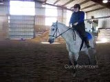 Bashkir Curly In Dressage Lesson Trot and Canter