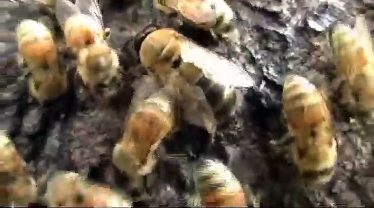 Drone Honey Bee