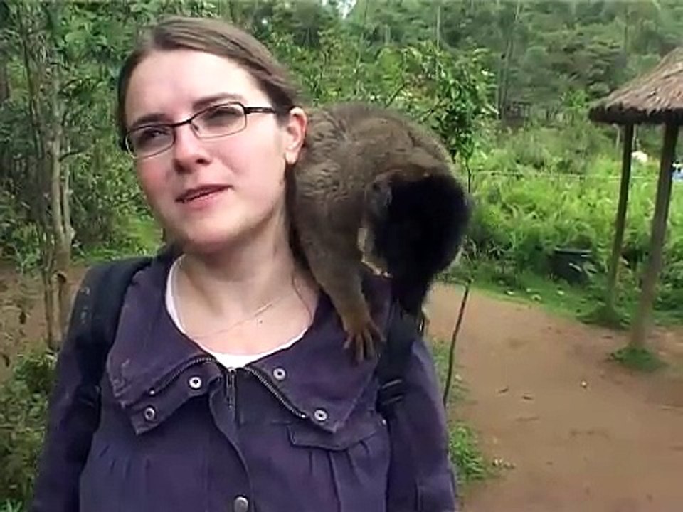 Lustige Lemuren / Dancing lemurs in Madagascar