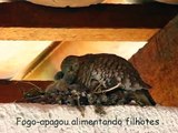 Fogo-apagou (Columbina squammata) alimentando filhotes
