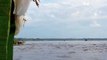 Delfines grises en su hábitat natural, Río Amazonas, Iquitos - Loreto