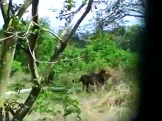 Arignar Anna Zoological Park-Lion Safari