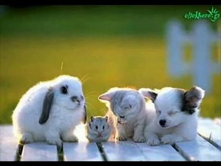 Tiny small animals