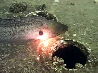 Free Swimming Moray Eel