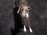 funny italian greyhound skippy in trouble