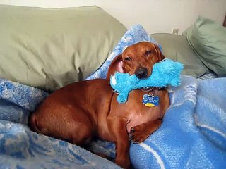 Henry & Bobo take a nap!