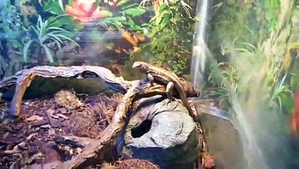 reptile shop leaping lizards