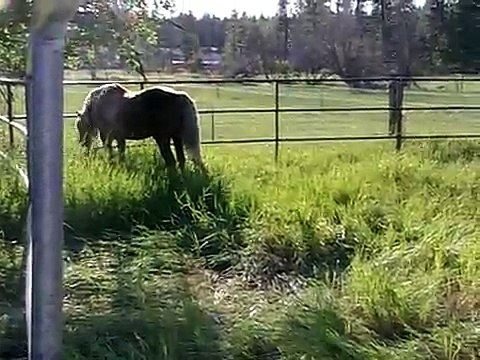 Glenmere Sierra Gold- Palomino Morgan Stallion