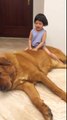 Gentle Giant Mastiff Plays With Baby