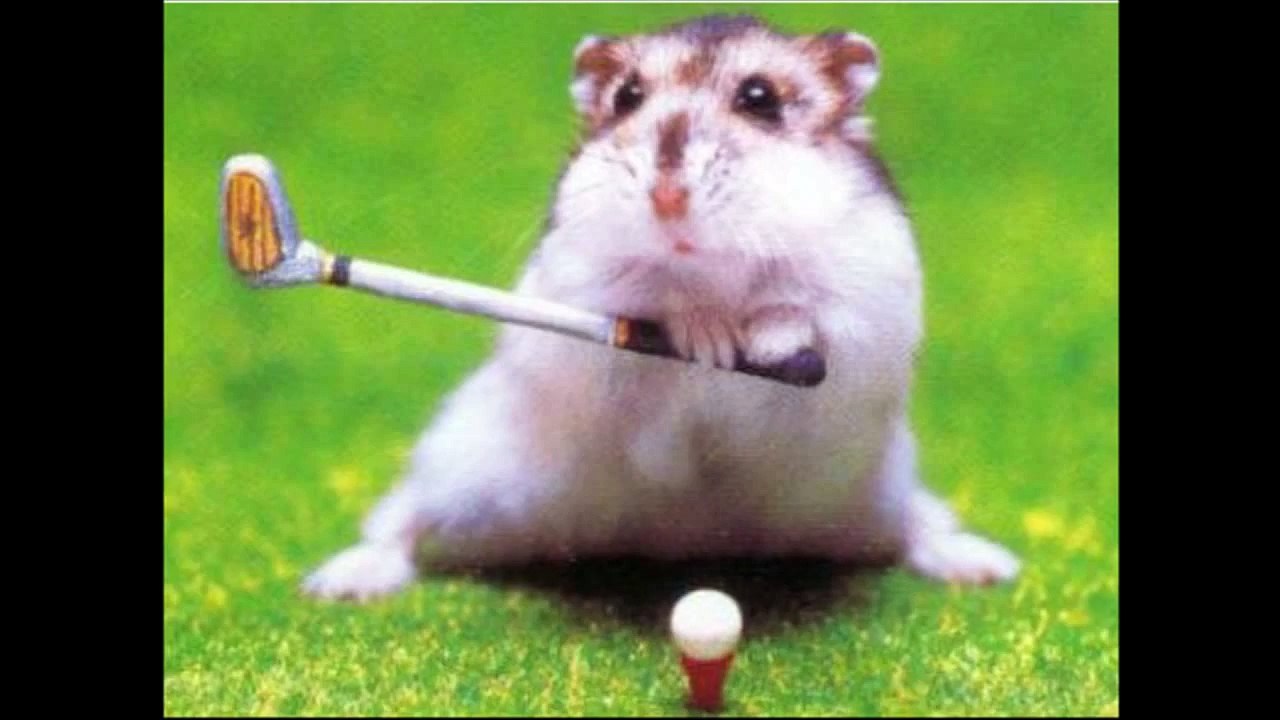 ratones divertidos