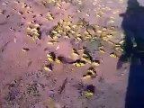 Swarm Of 80 Million Yellow Locusts Hit SAUDI ARABIA 2013