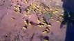 Swarm Of 80 Million Yellow Locusts Hit SAUDI ARABIA 2013