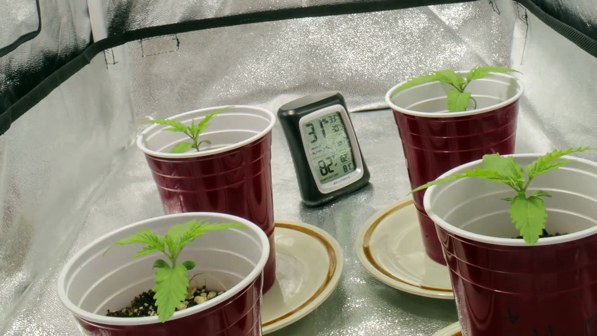 Marijuana Growth Timelapse