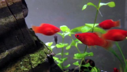 20 Gallon Long Planted Tank