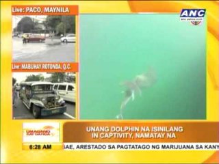 First dolphin born in captivity in PH dies