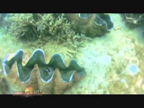 Kuya Kim swims 4 kilometers to Dolphin Island