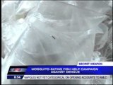 Mosquito eating fish helps campaign vs dengue