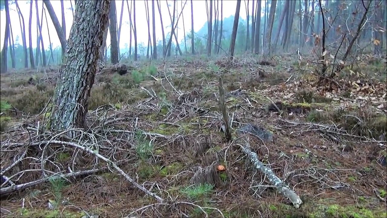 Tirs de sangliers ! Battue SARTHE 2013 et approche.