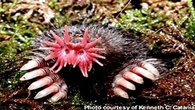 los 10 ANIMALES mas RAROS del mundo loquendo