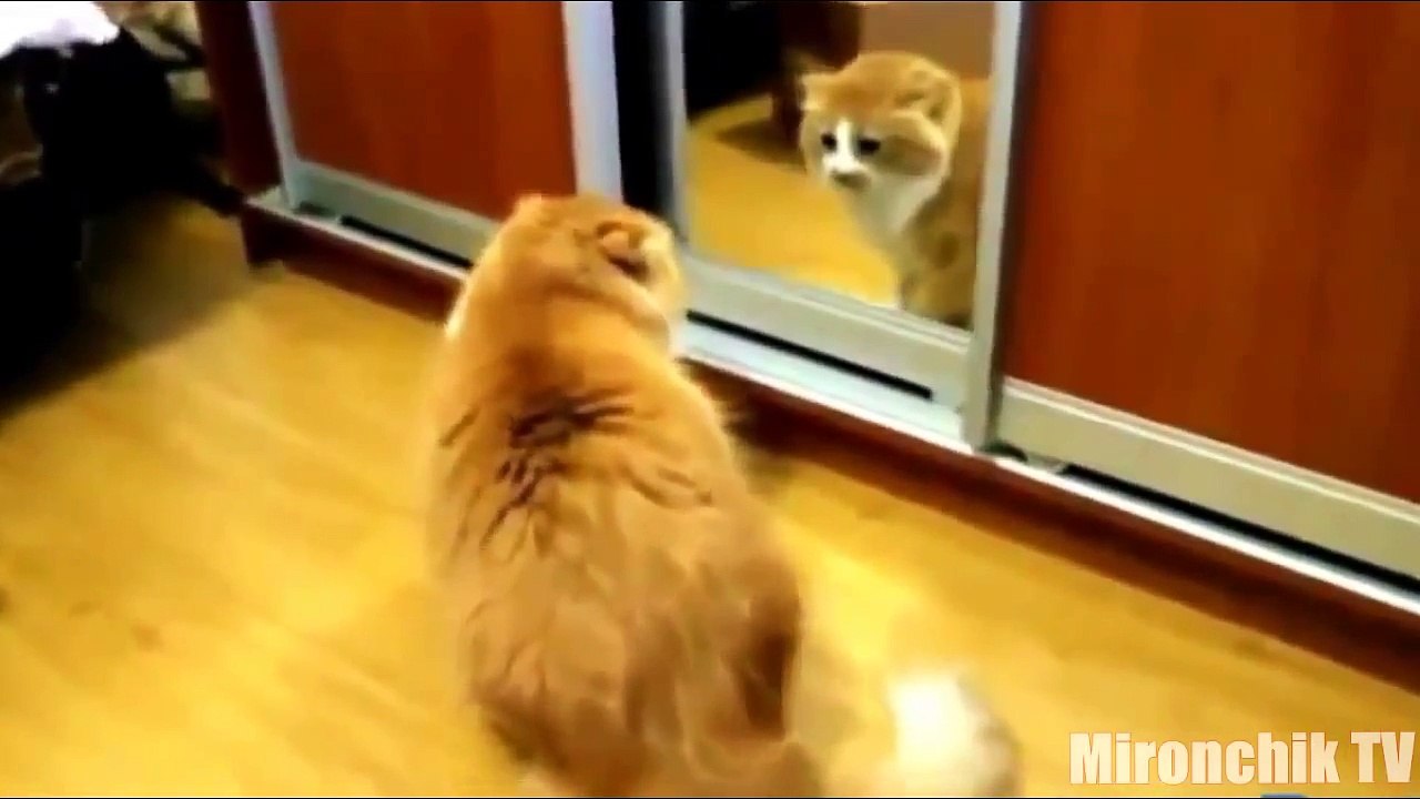 Fail compilation 2015 June, fails of the week, fails new epic funny Funny videos