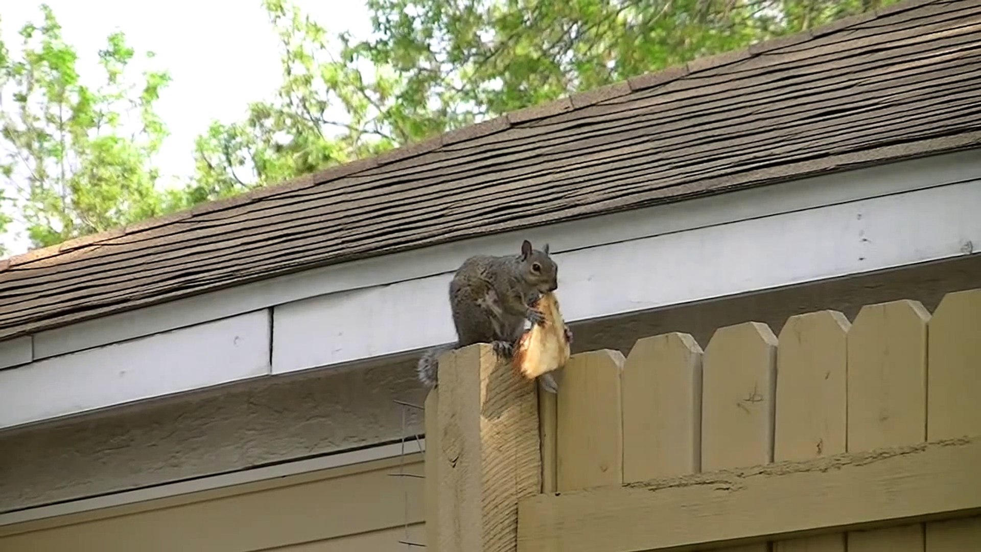 ⁣Pizza Squirrel Minneapolis