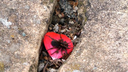 A Spider-hunting Wasp & its Prey