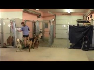 Nap Time at Happy Tails Dog Ranch