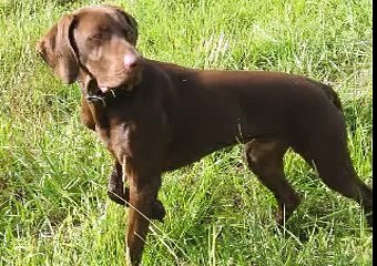 Introducing Chocky(Version2)