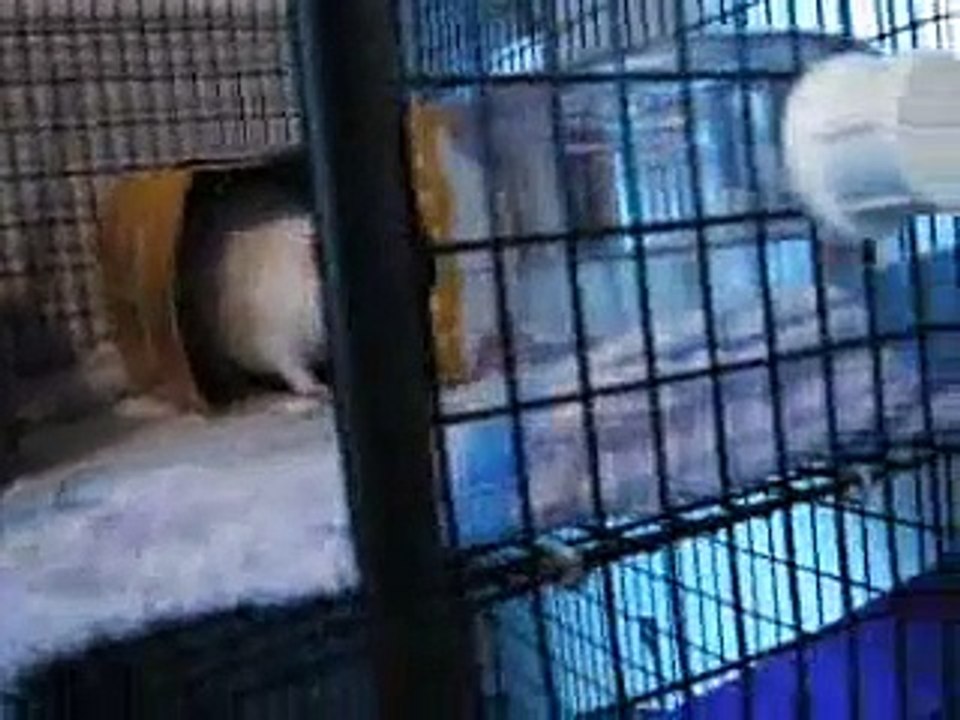 Shake That Rat