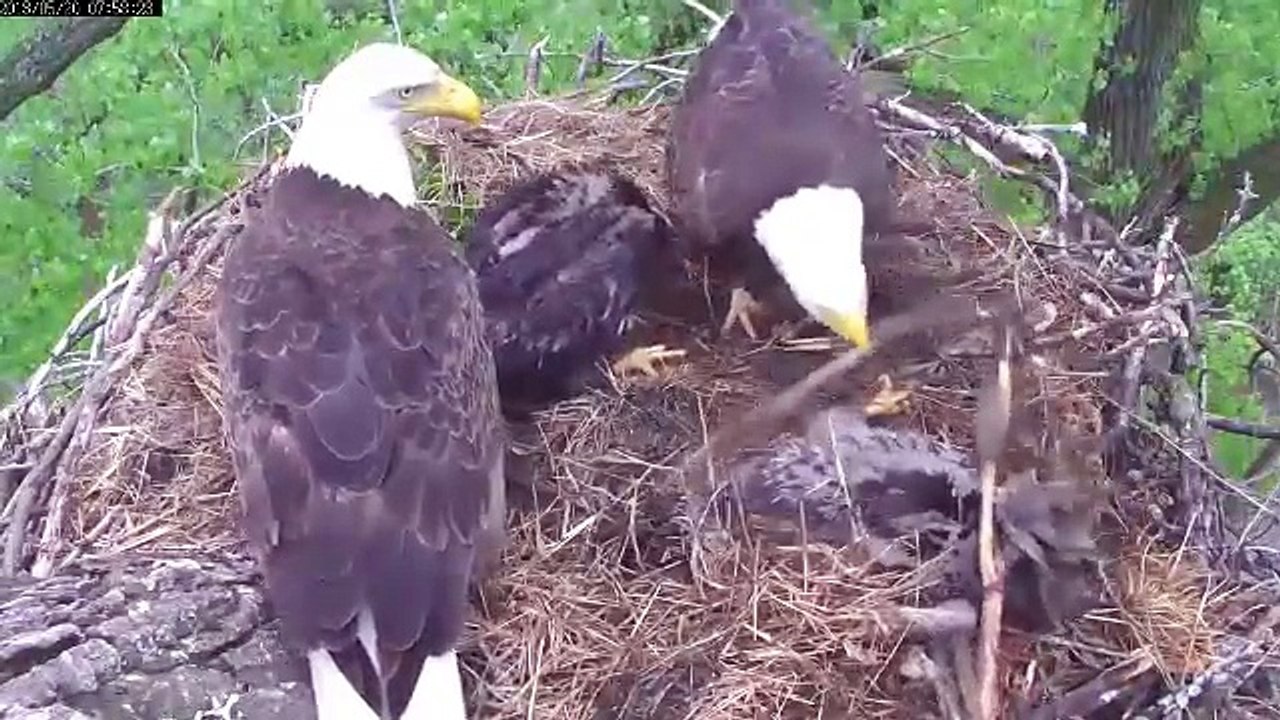 MNBound Eaglets Nest Building 101