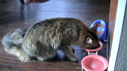 5 Week Old Injured Orphan Kitten (Update)