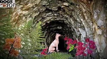 DOGS 101 - Peruvian Inca Orchid [ENG]