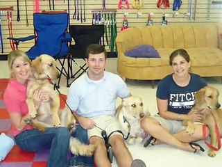 Memphis Area Golden Retriever Rescue