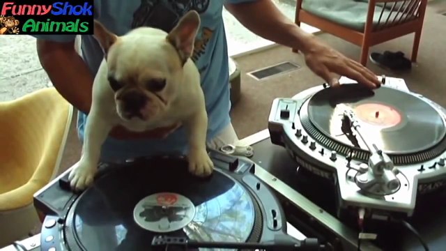 Cats and dogs cheer us Кошки и собаки веселят нас