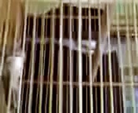 Suara Burung Siri-Siri Yang Gacor dan Ngeplong Cocok Untuk Isian Burung Murai dan Cucak Ijo