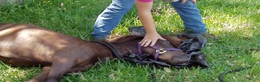 Gelding a Horse - Dr. L.A. Britt of Roadrunner Vet Clinic