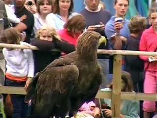 Flight of the Eagles at Warwick Castle (3)