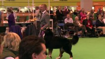Crufts 2012 - Bernese Mountain Dog Best of Breed