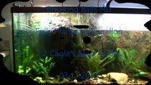 Breaking Balls HD - Planted 125 gallon Cagle's Map Turtle Tank Update