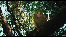 Monkey Kingdom Official Trailer HD (2015)