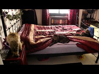 How To Give Your Cat A Pill. (funny)