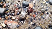 Metal Detecting  Tudor GOLD and Silver Hammered River Thames Mudlarking 1